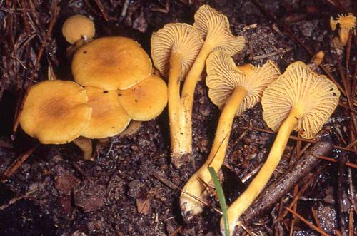 Cantharellus tabernensis